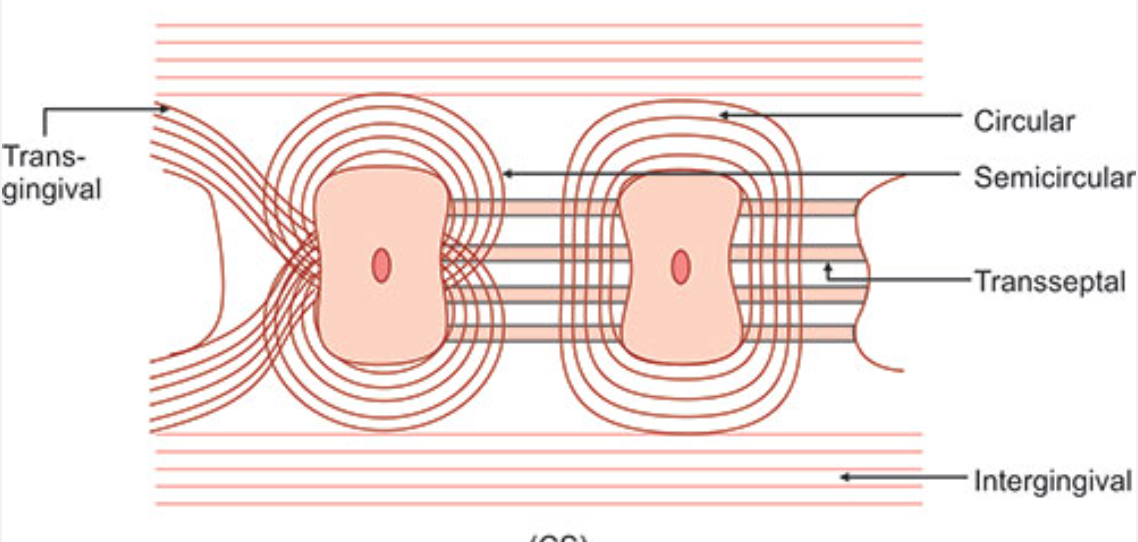 <p>Insert in the interdental cementum and encircle only the <strong>vestibular or oral half of the root</strong></p>