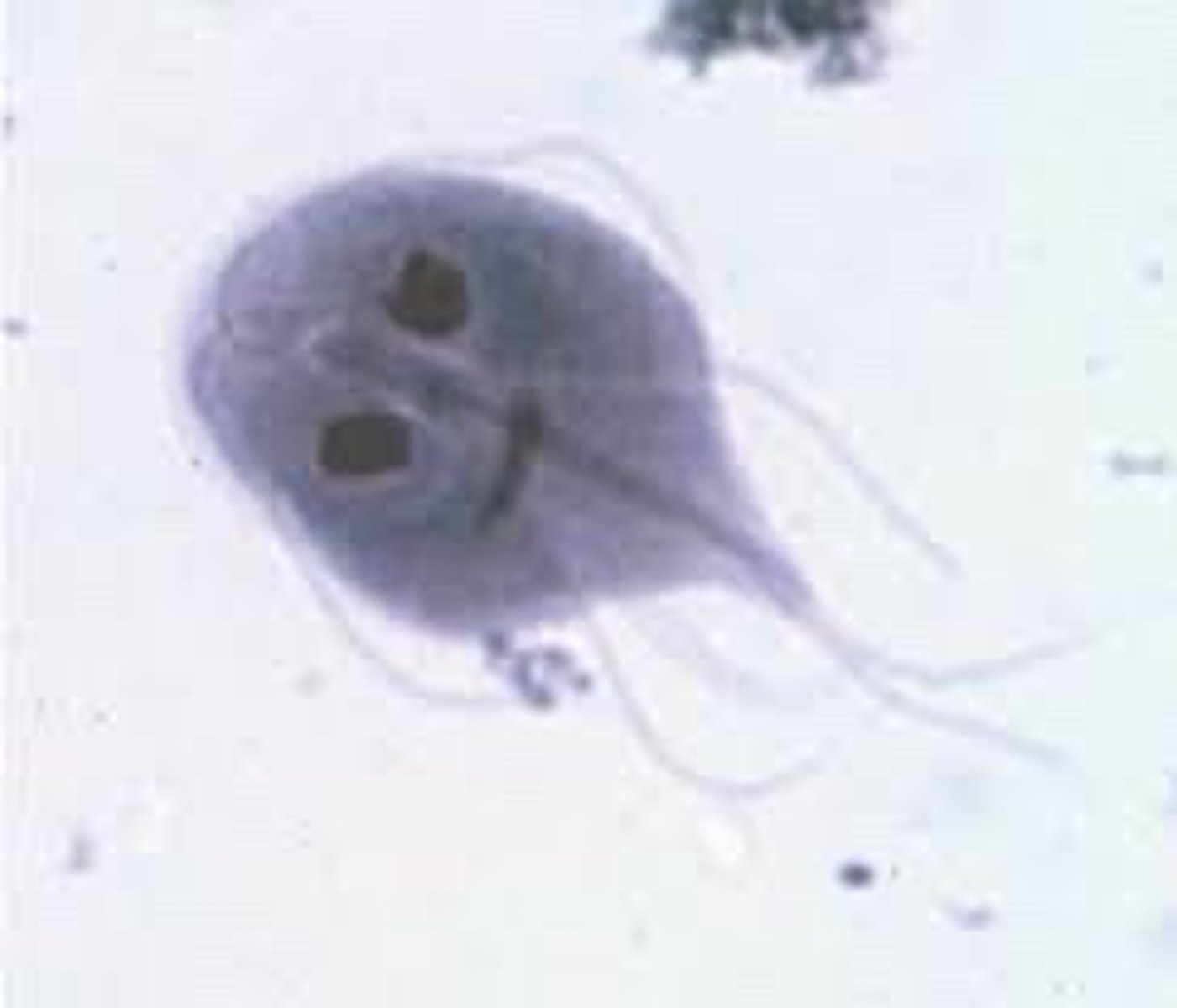 <p>What organism is this?</p>