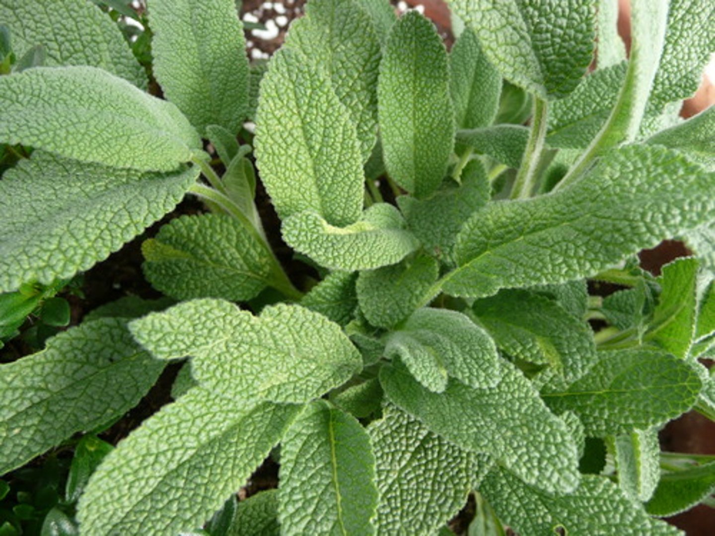 <p>Part Used: Leaf</p><p>Actions: antimicrobial, anti-secretory, astringent, anti-inflammatory, carminative</p><p>Indications: soothing action on MMs; inflammation of the mouth, throat &amp; tonsils; mouthwash; dyspepsia; hyperglycemia, reduce LDL, dec menopause hot flashes</p><p>SE: high doses can cause restlessness, tremor, convulsions &amp; hot flashes</p><p>CI: Pregnancy + lactation</p><p>Sage</p>