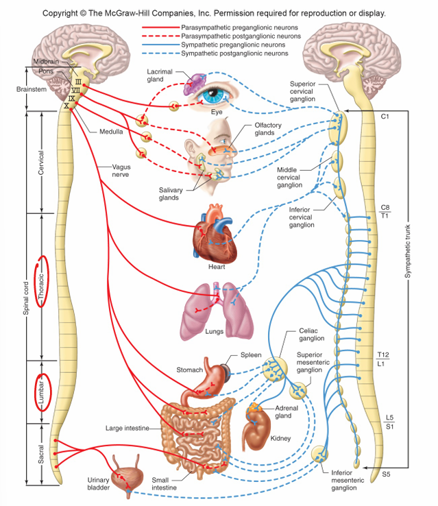 <ul><li><p>preganglionic neurons w/n the thoracic and lumbar spinal cord (short)</p></li><li><p>preganglionic neurons synapses w/postganglionic neurons originating w/n the paravertebral/prevertebral ganglia (near spinal cord) </p></li></ul><p></p>