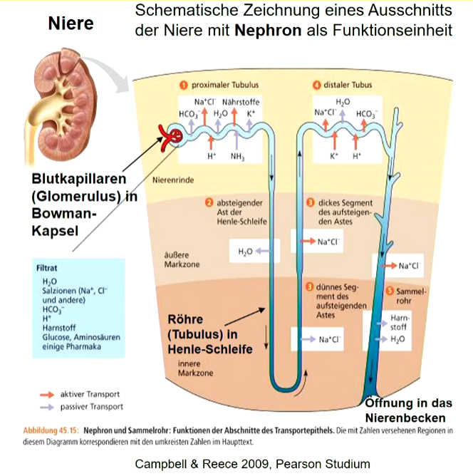 In Nieren werden Abfallprodukte aus Blut gewonnen, Harn (Urin) gebildet und in die Harnblase weitergeleitet, von dort abgegeben. 

Mechanismus der Bildung von Harn: 

**1. Ultrafiltration** (= Trennung von Molekülen durch eine semipermeable Membran) in **Bowman-Kapsel** (Bildung von Primärharn)

**2. Veränderung der Zusammensetzung des Primärharns im Tubulus**

* **Selektive Resorption** und **Reabsorption** wichtiger
  Ionen durch Transportepithelien
* **Osmotischer Wasserentzug**
* **Passiver und aktiver Salzentzug** aus Tubulus
* **Selektiver Transport von Ionen**
* **Aktive Reabsorption** von Salz und passiver
  Wasseraustritt, **Konzentration des Harns**