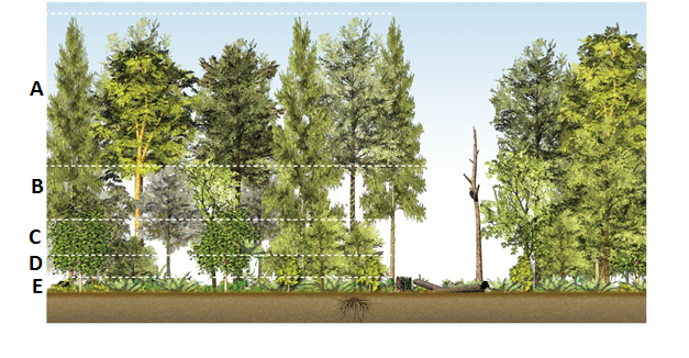 The section of the forest labeled C is referred to as the
a. Canopy
b. Forest floor
c. Subcanopy
d. Shrub layer
e. Understory