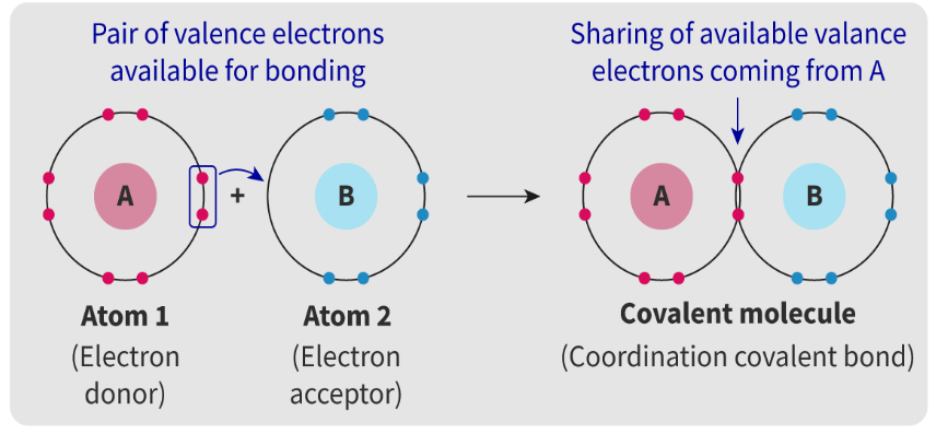<p><span>A covalent bond where both of the electrons being shared in the bond have been donated by one atom.</span></p><p><span>&nbsp;They consist of 2 electrons, both of which are donated from one atom to the bond.</span></p>