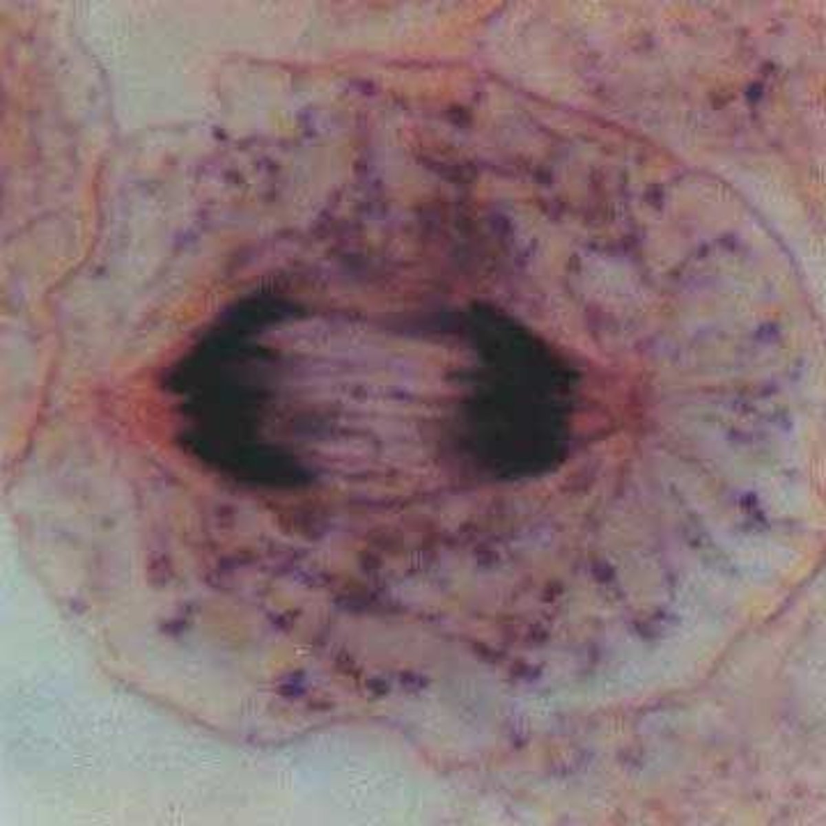 <p>Chromosomes unravel back into chromatin, the nuclear envelope forms around each set of chromosomes, and the cytoplasm divides to form two new cells.</p>