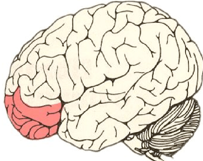 <p>The orbitifrontal cortex (OFC)</p>