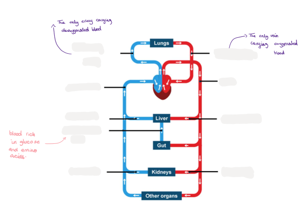 <p>8.8 Label this diagram </p>