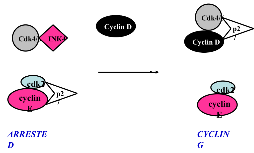 <p>Summary. Cyclin E and p27 and INK4 and Cyclin D</p>