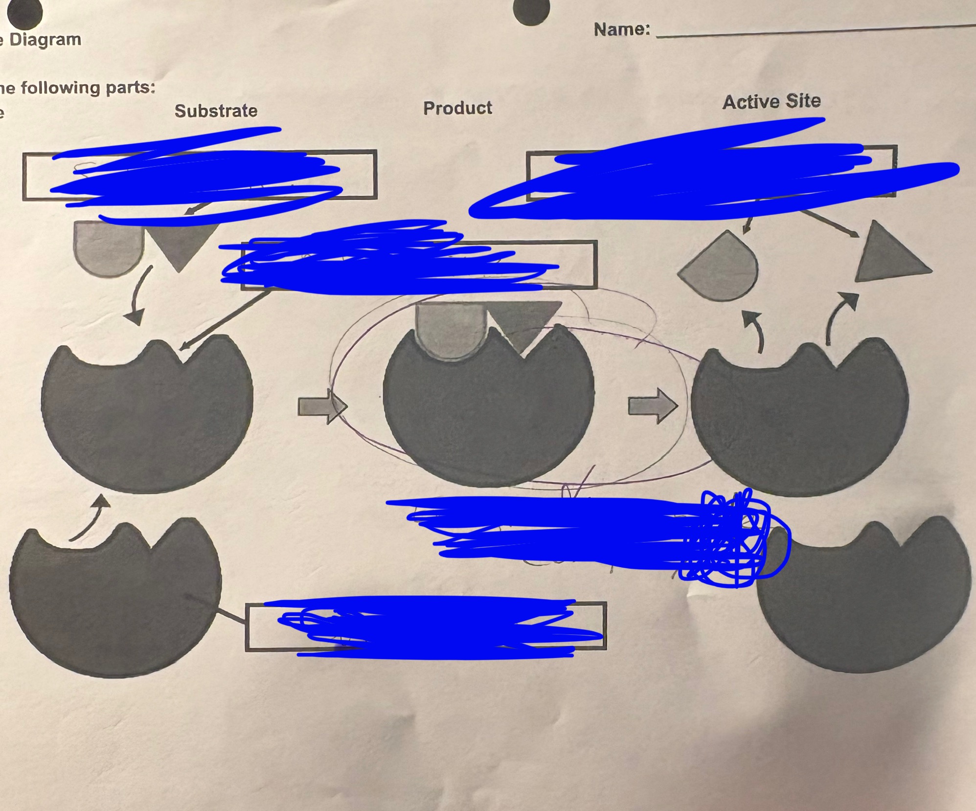 <p>enzyme diagram - the MIDDLE is…</p>