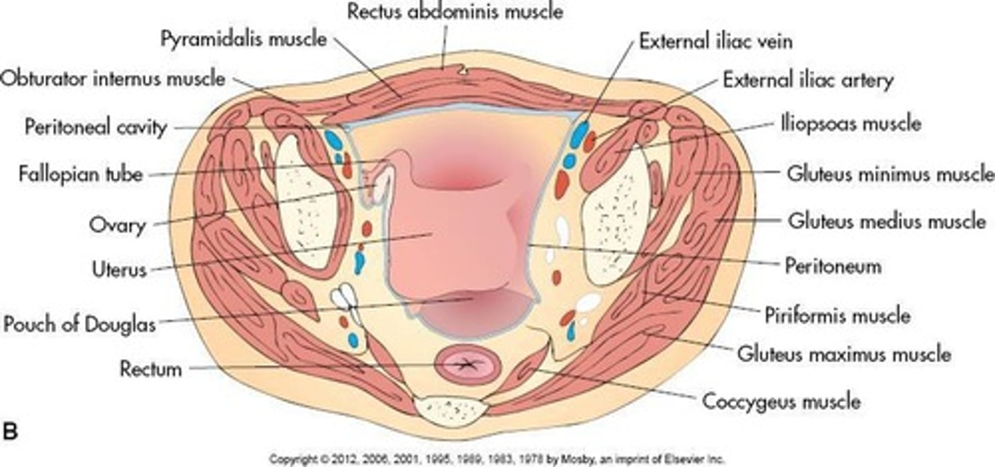 <p>Sacrum appears as a bright line sonographically.</p>