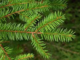 <p><span>Large evergreen conifer with dark green needles and drooping branchlets. Used as a landscape and Christmas tree.</span></p>