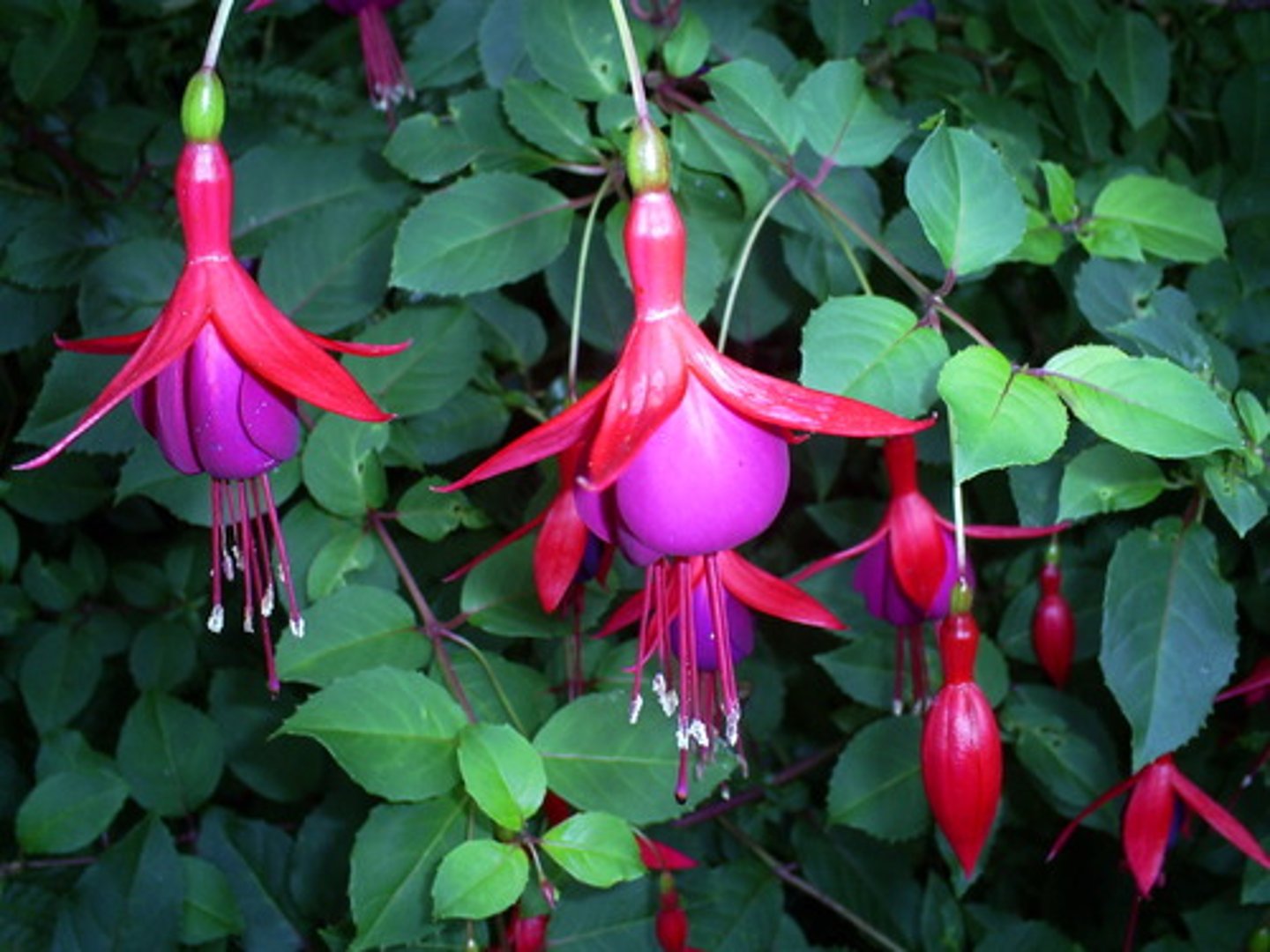 <p>Fuchsia</p>
