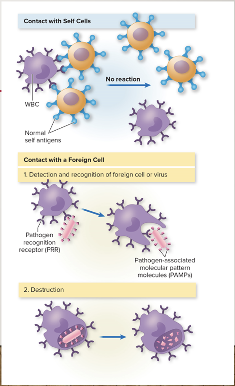 <ul><li><p>Surveillance of the body </p></li><li><p>Recognize foreign material</p></li><li><p>Destroy pathogens</p></li><li><p><strong>Recognize macromolecules as self or nonself</strong></p></li></ul><p></p>