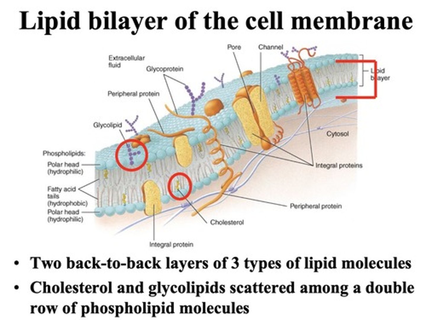 <p>Proteins that span the lipid bilayer.</p>