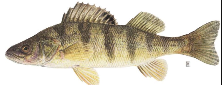 <p><strong>Perca flavescens</strong></p>