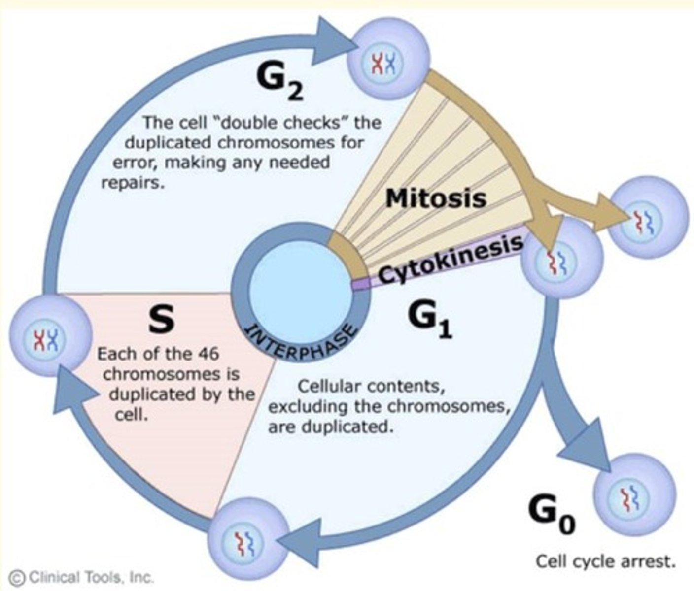 <p>series of events in which a cell grows, prepares for division, and divides to form two daughter cells</p>