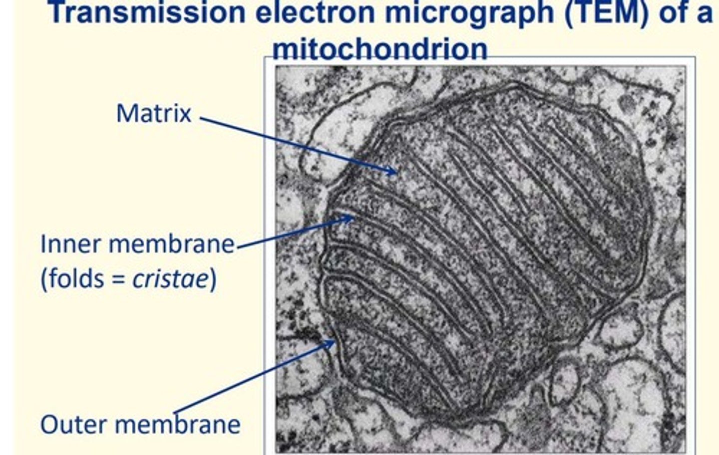 <p>Cells that have high energy requirements have abundant mitochondria</p><p>• Cardiac muscle</p><p>• Sperm flagellum (movement/motile)</p>