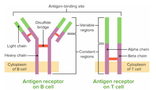 <p>do NOT have the same DNA as rest of cells</p><p>bind to antigens with high specificity</p><p>B+T cells replicate really quickly when infection happens to launch attach, and body remembers the activated cells for future infections</p>