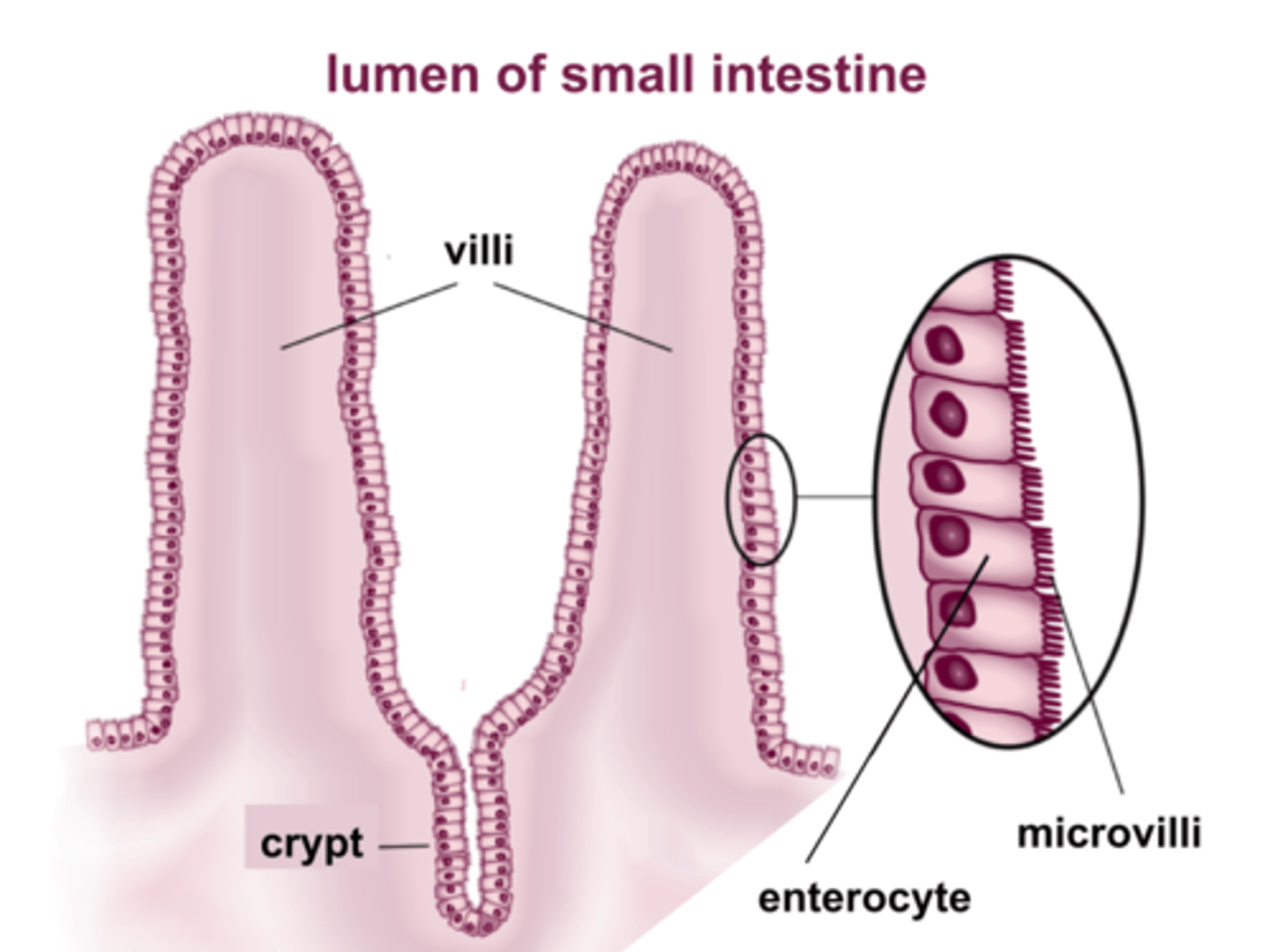 <p>enterocytes</p>