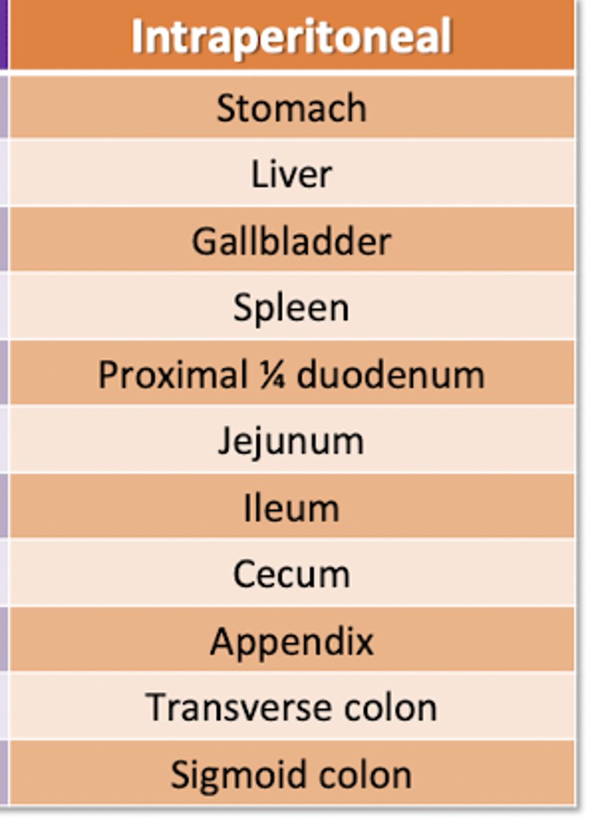 <p>Stomach</p><p>Liver</p><p>Gallbladder</p><p>Spleen</p><p>Duodenum (prox 1/4)</p><p>Jejunum</p><p>Ileum</p><p>Cecum</p><p>Appendix</p><p>Transverse Colon</p><p>Sigmoid Colon</p>
