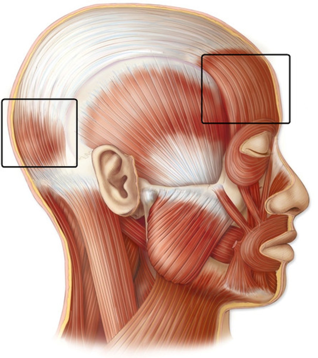 <p>frontalis and occipitalis; raises eyebrows, wrinkles forehead horizontally, pulls scalp posteriorly</p>