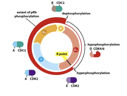<ol><li><p>G0-fas: Efter mitos, defosforylerat av PP1.</p></li><li><p>G1-fas: hypofosforylerad av Cyklin D-CDK4/6.</p></li><li><p>R-punkt → mitos: hyperfosforyleras av Cyklin E-CDK2.</p></li></ol>