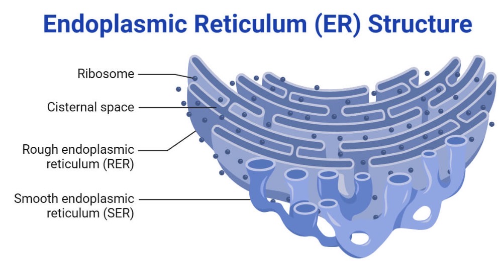 <p>transports proteins and lipids</p>