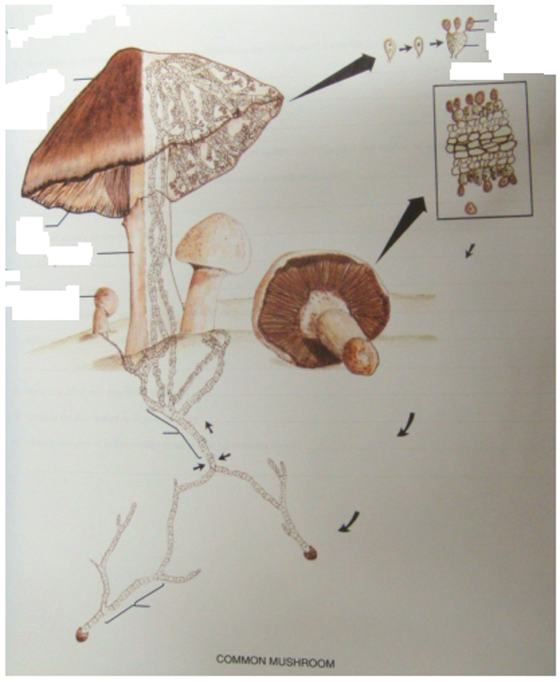 Page 147 diagram of a Basidiomycota sexual reproductive cycle