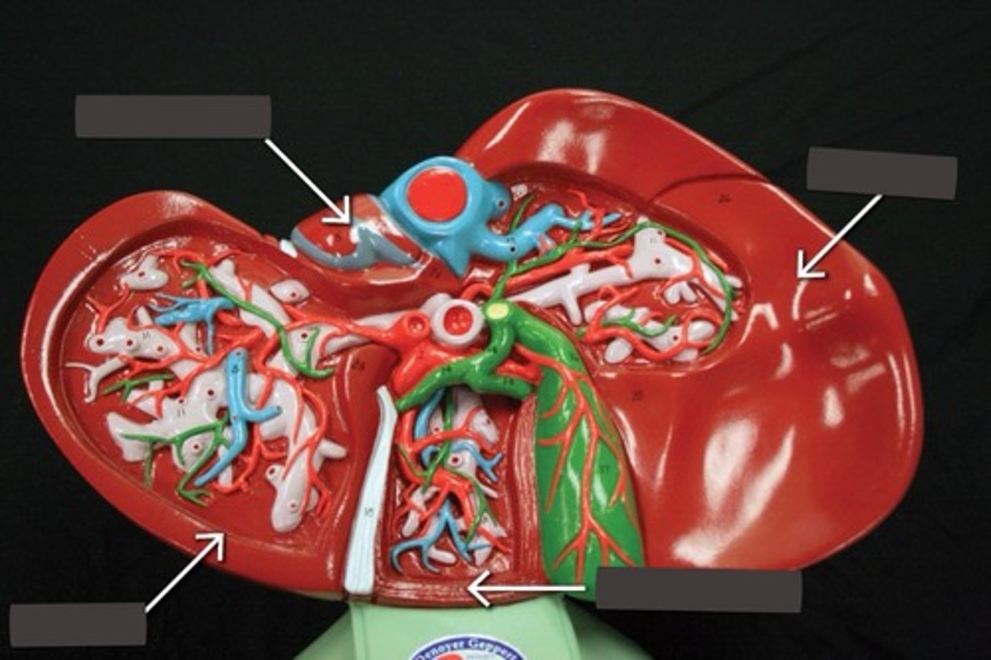 <p>Left side of the body (whole structure)</p>