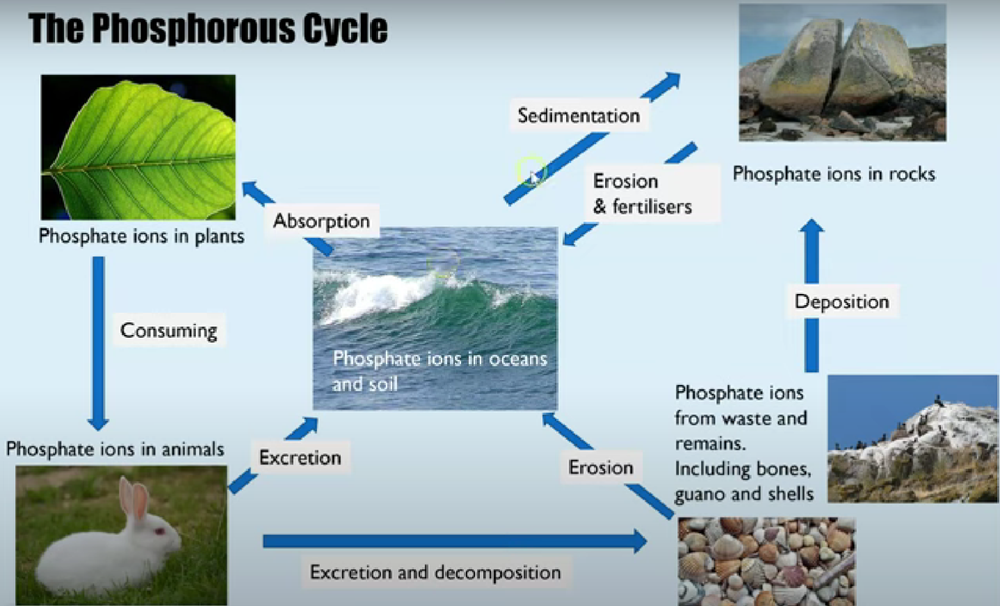 <ol><li><p>phosphate ions dissolved in water or in soil are absorbed by organic molecule in producers by active transport.</p></li><li><p>consumers feed and digested these producers into their biological molecules</p></li><li><p>some excretion and death go through saprobionts which are decomposed and back into oceans, lakes, soil</p></li><li><p>some excretion and death lead to waste and remains which contain phosphate ions such as bones, guano, and shells.</p></li><li><p>overtime some erode and go back into the ocean, lakes, soils. some go through deposition which then erode and run as fertilisers back into oceans and soil</p></li><li><p>sedimentation can occur which create rocks containing phosphate which will erode.</p></li></ol><p></p>