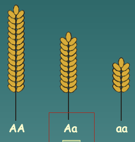 Genotypic/genetic variation 