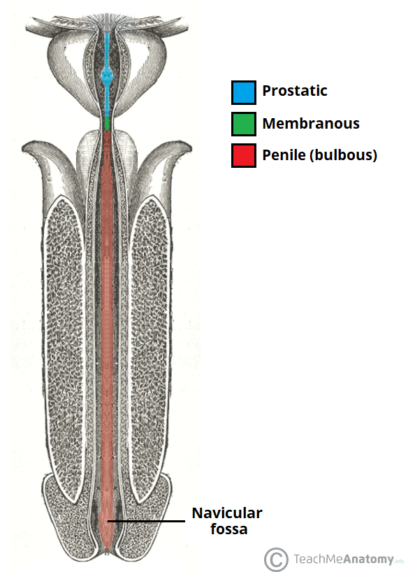 <p>What are the three subdivisions of the male urethra?</p>