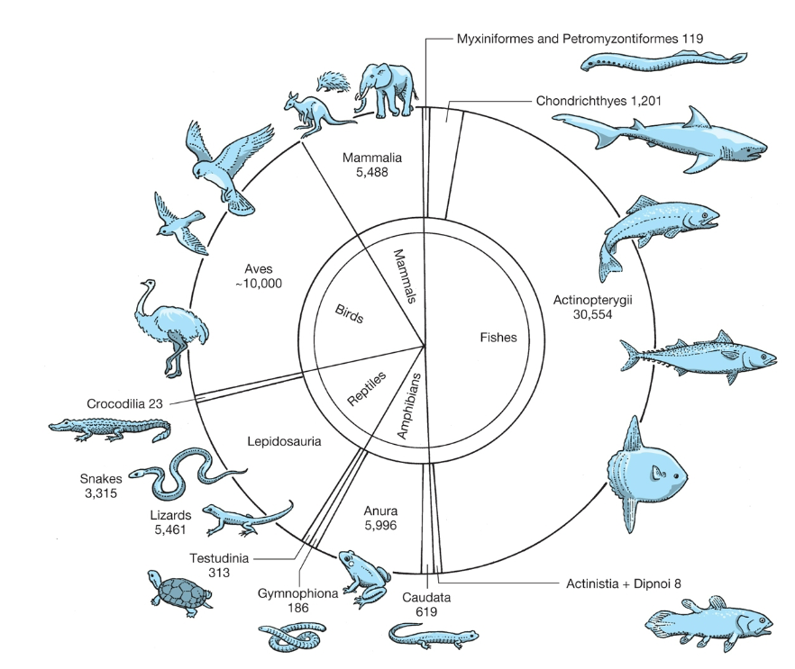 <p>Actinopterygii, Sarcopterygii</p>
