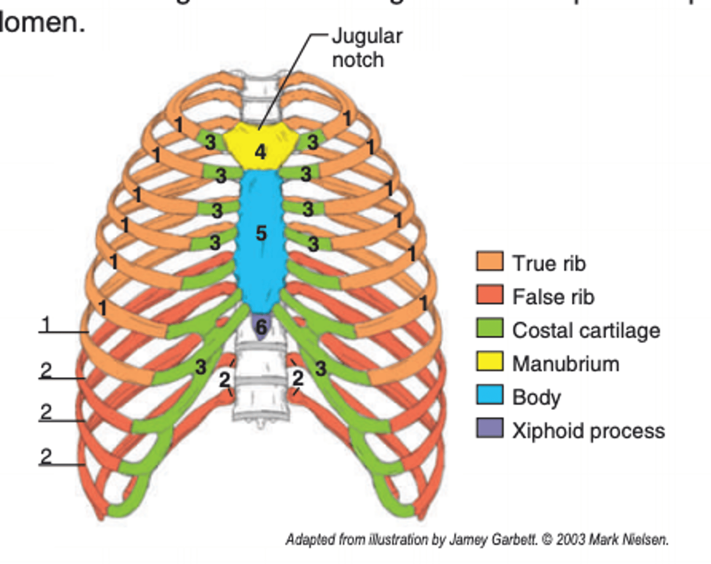 <p>the superior portion of the sternum (4)</p>
