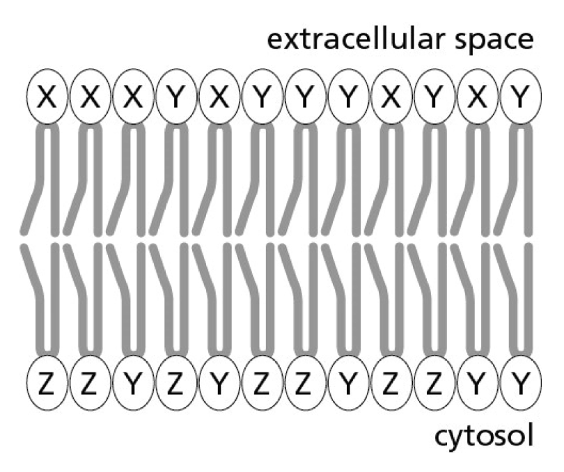 <p>Three phospholipids, X, Y, and Z, are distributed in the plasma membrane as indicated in Figure 11-1. The composition of the extracellular (noncytosolic) layer is different from that of the cytosolic layer. Which of the following factors is responsible for establishing this compositional asymmetry?</p><p>A) flippase</p><p>B) scramblase</p><p>C) lipoyl tranferase</p><p>D) lipase</p>