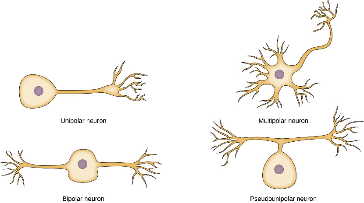 <p>unipolar</p><p>bipolar</p><p>pseudounipolar</p><p>multipolar(most common)</p>