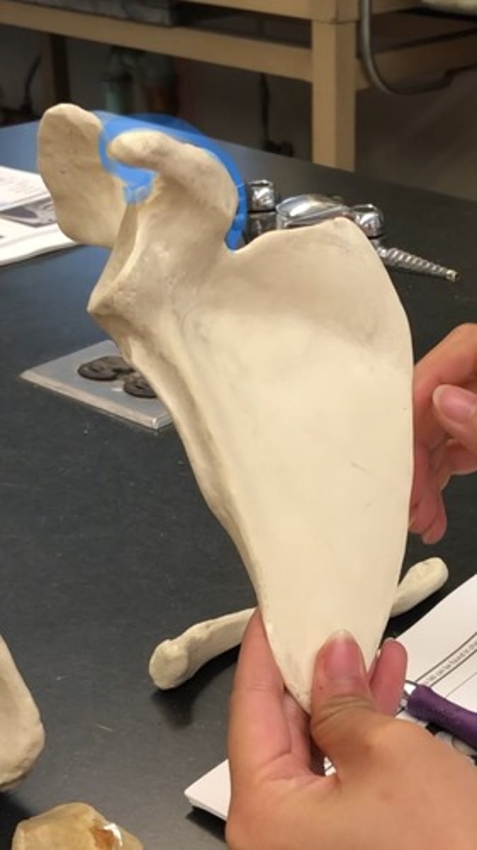 <p>anterior to glenoid cavity; in the front</p>