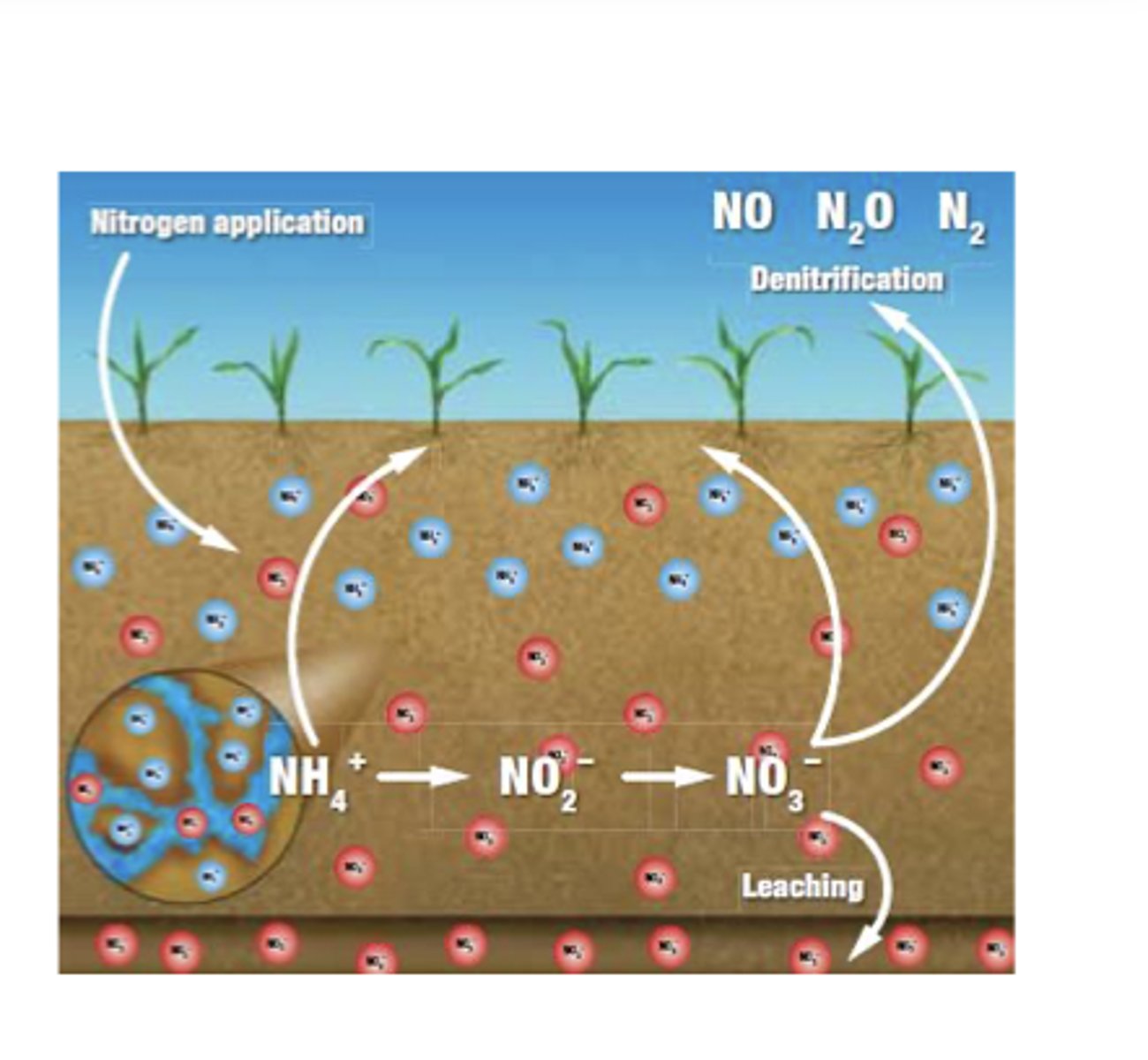 <p>Leaching is the process where water moving downward through soil dissolves and carries away nutrients. </p><p>Because nitrate (NO₃⁻) is negatively charged, it does not bind well to the negatively charged surfaces of soil particles, so it easily dissolves in water and is quickly washed out of the soil after rainfall. </p><p>In contrast, positively charged ions like ammonium (NH₄⁺) stick to soil particles and do not leach as easily.</p><p>Soils with coarse texture (sandy), high rainfall, or low organic matter promote stronger leaching because water moves through them faster and the soil has fewer charged particles to hold nutrients in place. </p><p>Leaching represents a loss from the soil system because nutrients are physically removed from the root zone and transported deeper into the soil or groundwater.</p>