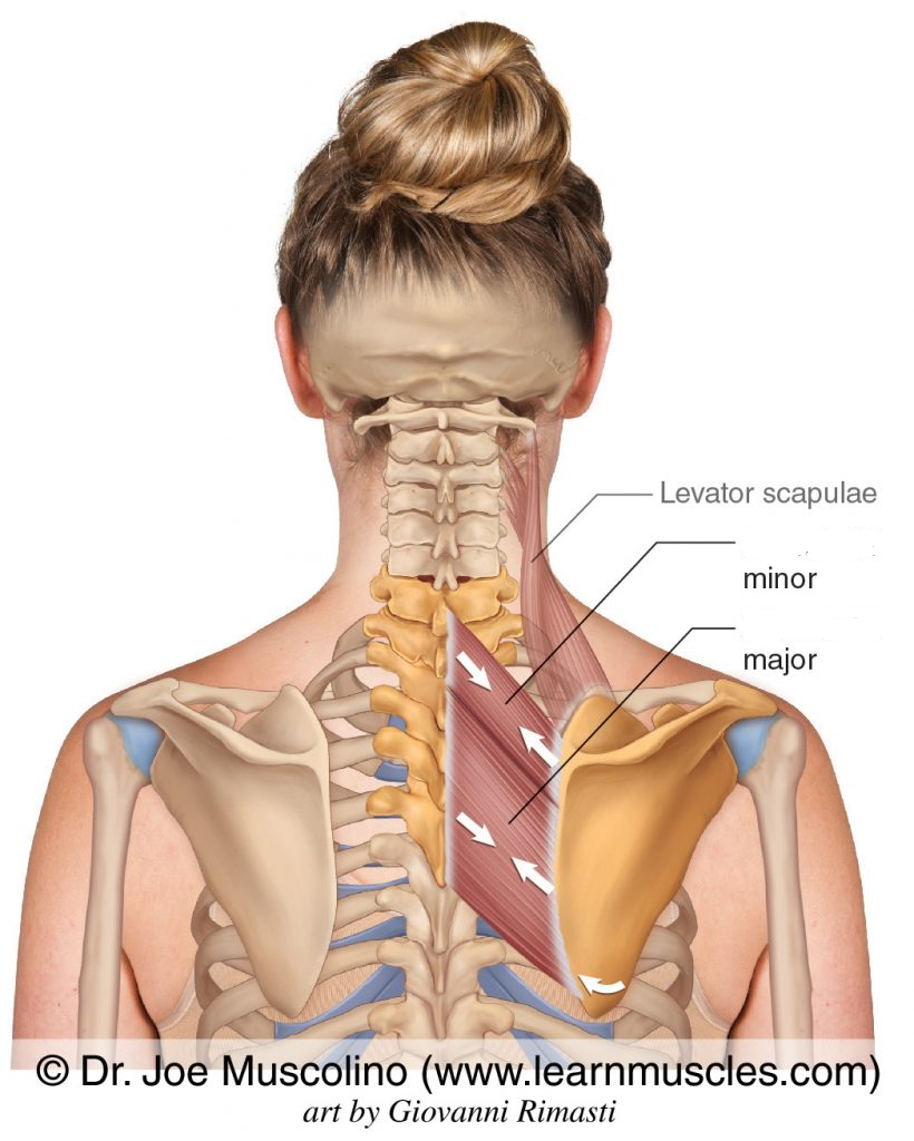 <p>What is the name of this muscle? </p>