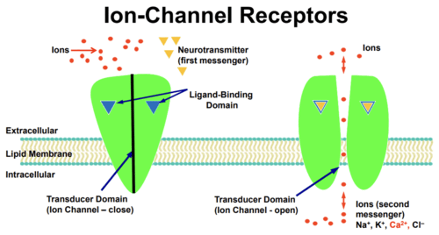 <p>1. neurotransmitter binds to receptor ligand binding domain of ion channel</p><p>2. Ion channel is activated</p><p>3. Channel opens</p><p>4. Ion's influx/enters cell</p><p>5. Ions act as secondary messengers and maintain the signaling cascade </p>