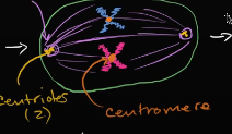 <p>In the _____ stage of mitosis, the microtubules from the centrosomes latch onto the sister chromatids and line them on a plate.</p><p>also, each centrosome contains _____ centriole</p>