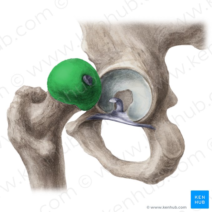 <p>Femur: Bone Location</p>