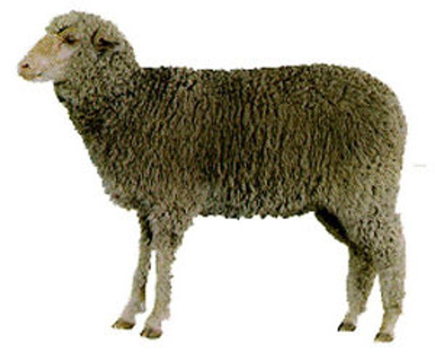 <p>fine-wool sheep breed:</p><p>Rambouillet x Merino; good sheep= functional sheep; similar to the Rambouillet</p>
