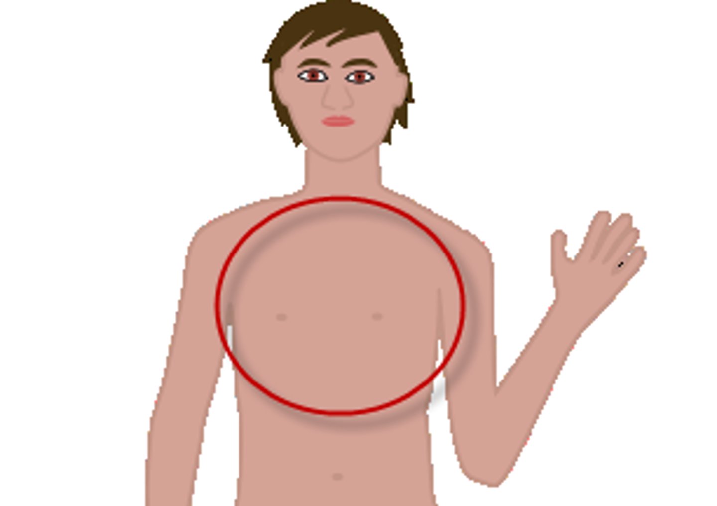<p>the chest</p>