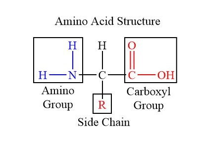 Structure of an amino acid, highlighting the amino and carboxyl termini.