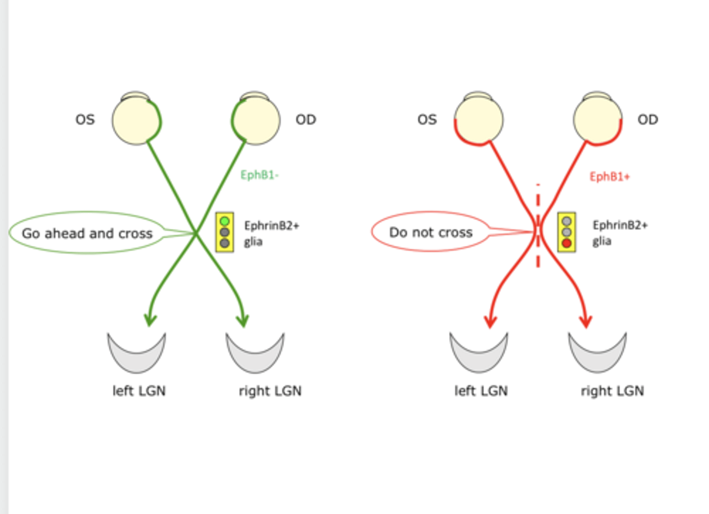 <p>Are Eph molecules present in Tyrosinase (+) albinism?</p>