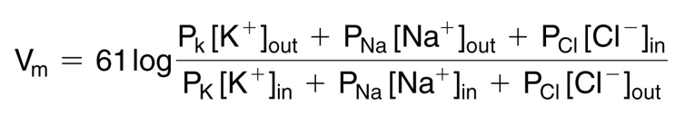 <p>membrane potential that results from the <strong>contribution of all ions</strong> that can cross the membrane</p><ul><li><p>Na+, K+, and Cl- have the most influence</p></li><li><p>P = relative permeability of ion</p></li><li><p>denominator and numerator of Cl- is reversed due to negative charge on ion</p></li></ul>