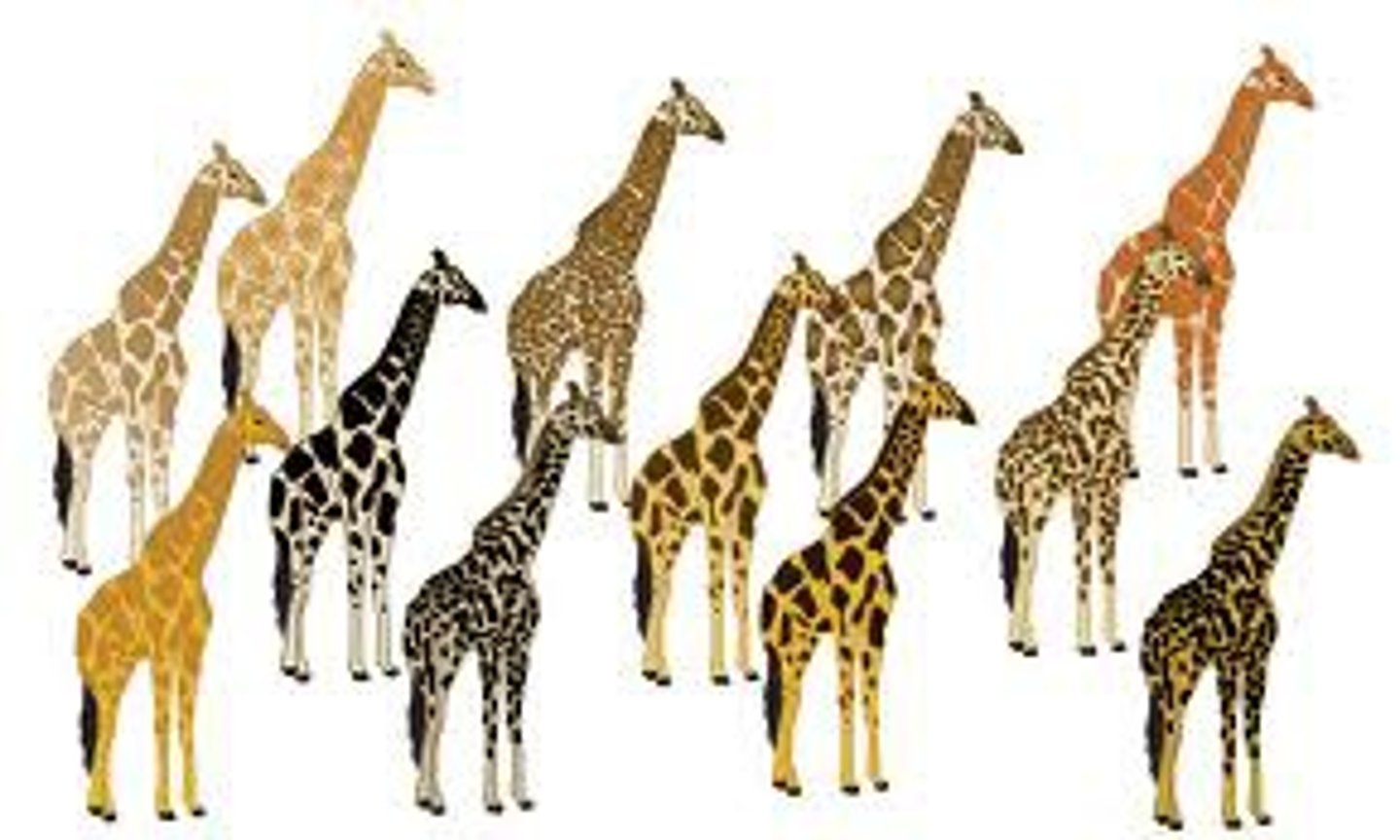 <p>a genetic difference among organisms in the same species; for example, some horses have very long legs and some have shorter legs.</p>