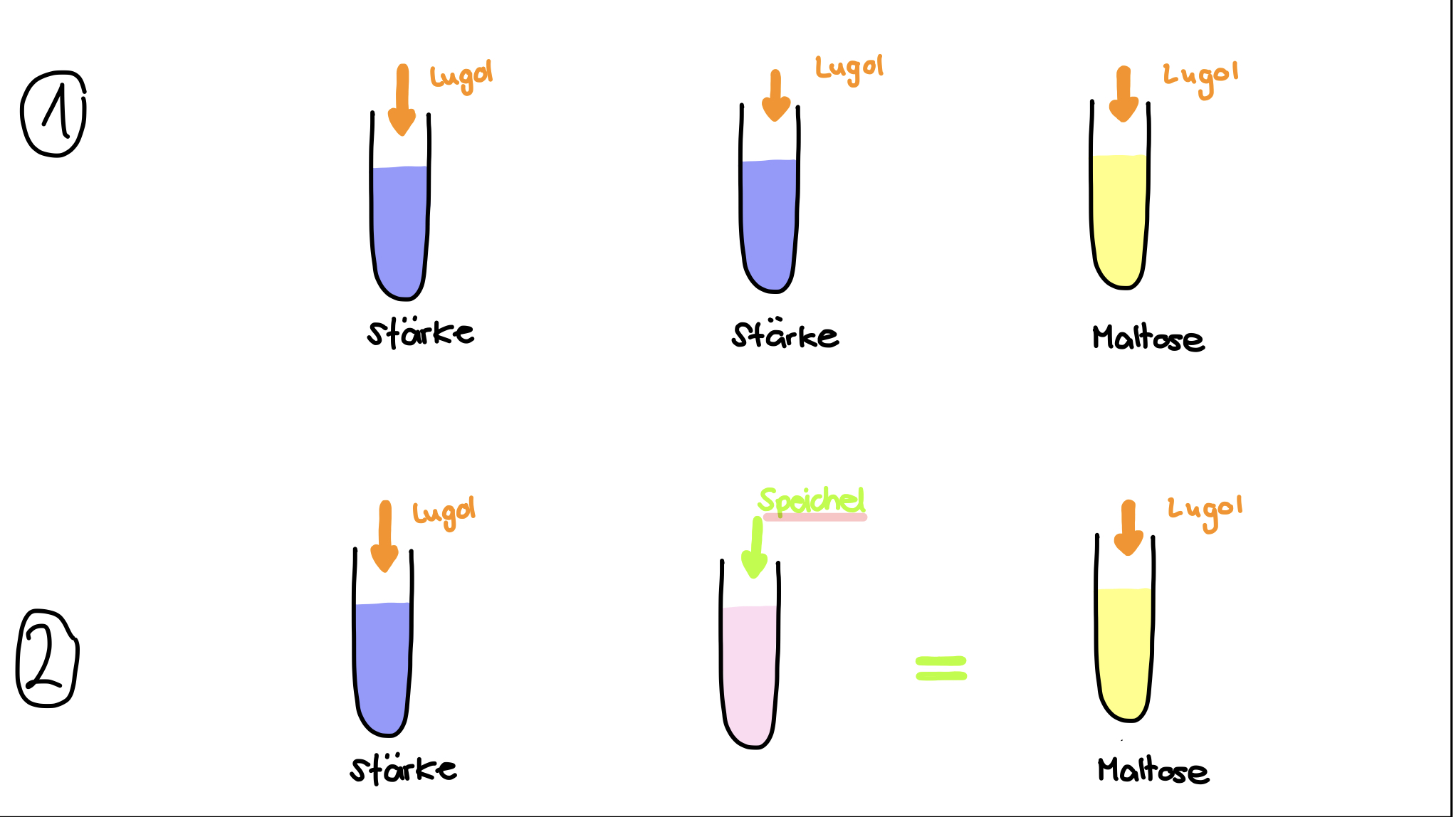 Stärke + H2O —> Maltose ==Enzym==: Speichel (Alpha-Amylase)