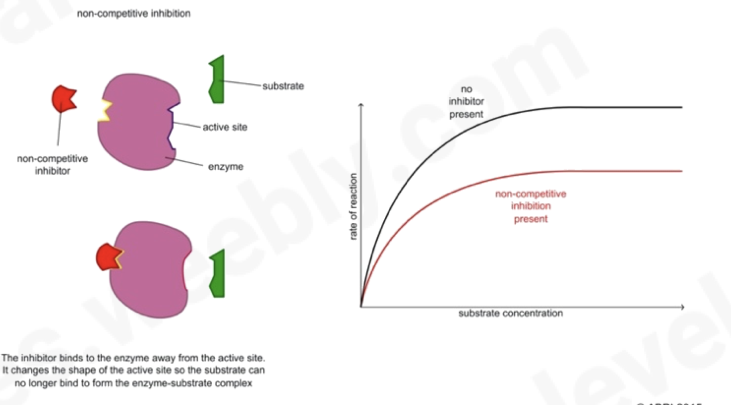 <p><span>Molecule fits into the allosteric site of the enzyme rather than the active site.</span></p><ul><li><p><span>disrupts the three-dimensional shape of enzyme preventing the substrate from fitting into the active site as its distorted</span></p></li><li><p><span>increasing the substrate concentration has no change on the rate of reaction here</span></p></li><li><p><span>End product inhibition – as enzyme converts substrate into product, rate is slowed down at the end as the product binds to another part of the enzyme and prevents more substrate binding</span></p></li></ul>