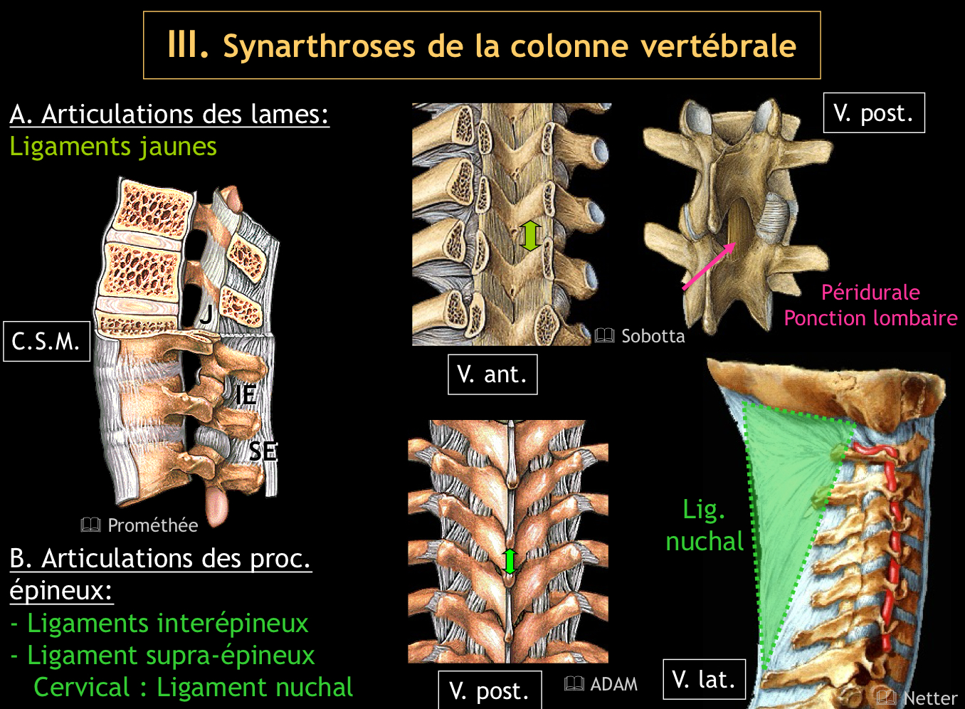 <p>Ils unissent les lames successives et sont riches en fibres élastiques</p>